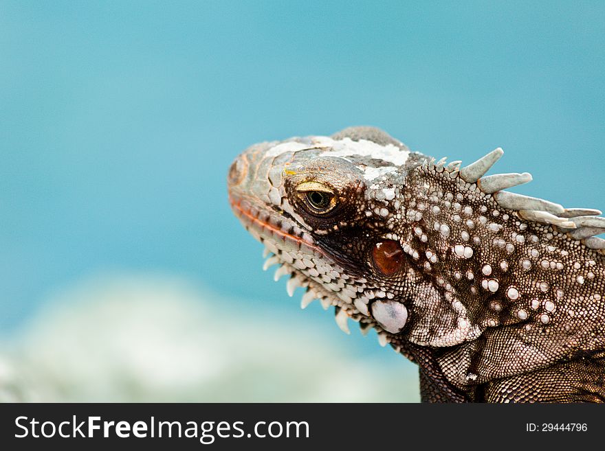 Large iguana resting on rock in the Caribbean