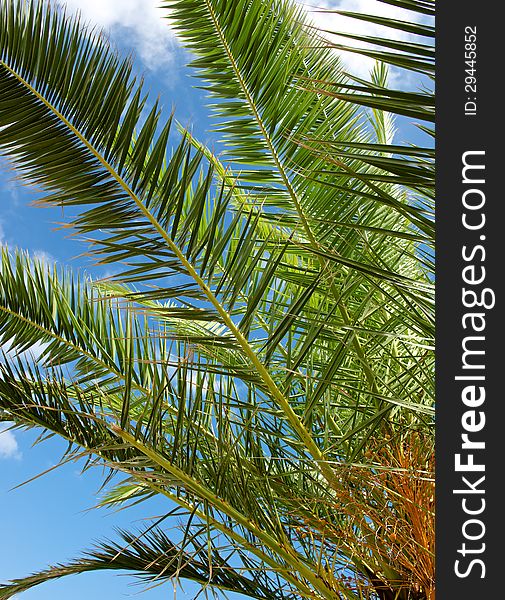 Green leaves of the date palm in the sunlight, looking at the beautiful blue sky. Green leaves of the date palm in the sunlight, looking at the beautiful blue sky.