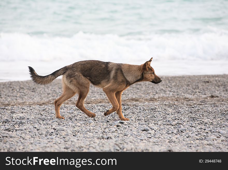 Portrait of German shepherd walking on beach. Portrait of German shepherd walking on beach