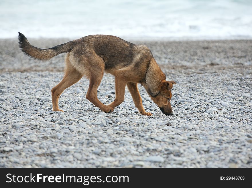 Portrait of German shepherd walking on beach. Portrait of German shepherd walking on beach