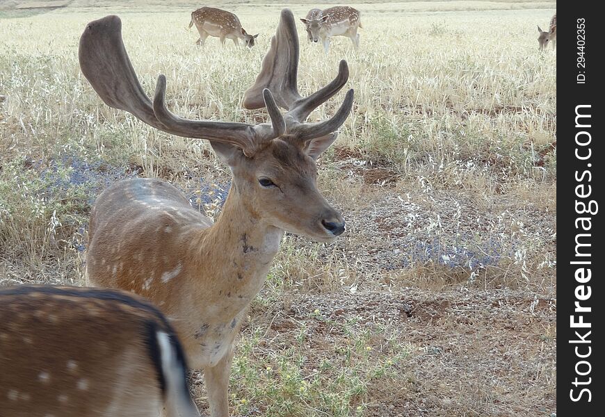 Deer Grazing in the Lebanese Wilderness