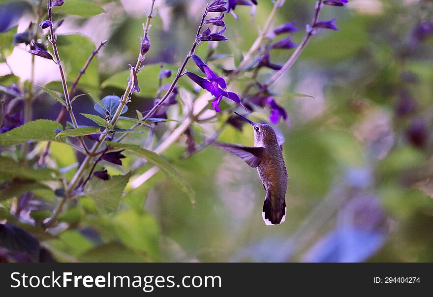 bird in the forest with purple tree and lush flowers