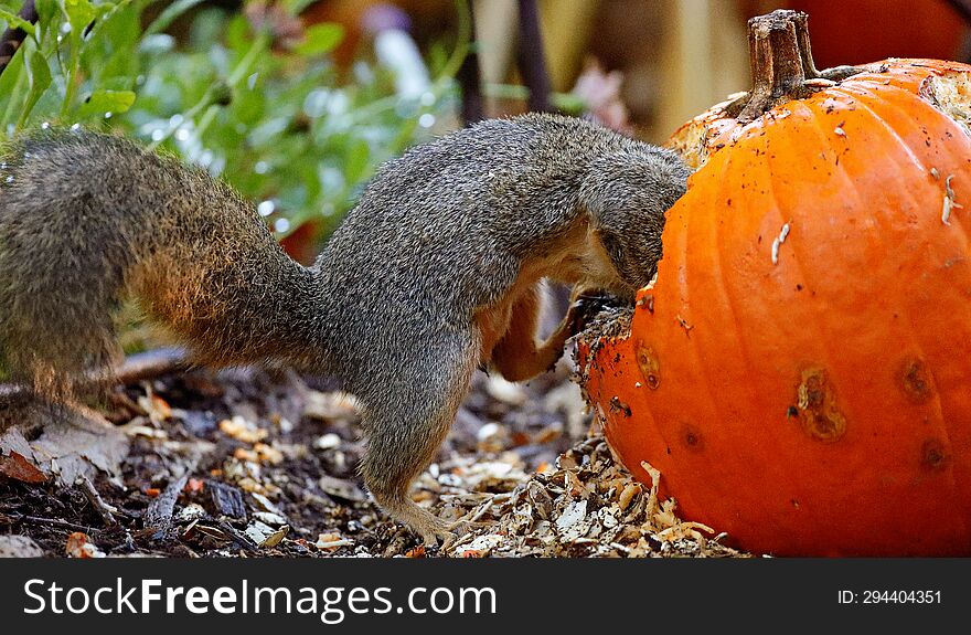 squirrel inside a pumpkin with half body