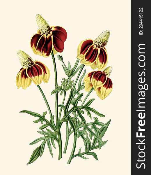 Colorful Flower Illustration: A Digital Vintage-style Flower On A Plain Beige Background