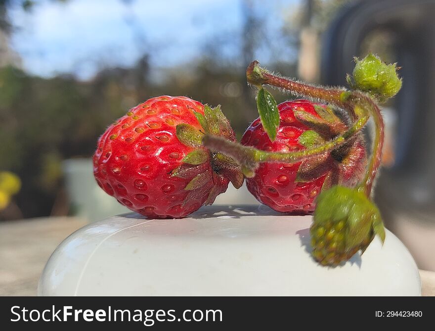 Strawberry autumn nature Berry red