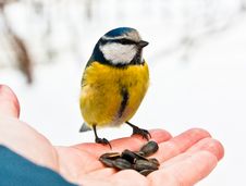 Free Blue Tit Royalty Free Stock Photos - 29459628