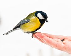 Free Great Tit Royalty Free Stock Photography - 29459657