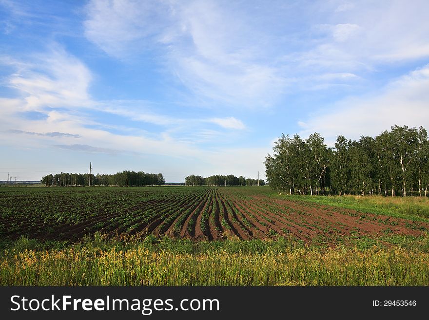 Blue sky with clouds above the potato a field. Omsk Region. Russia.