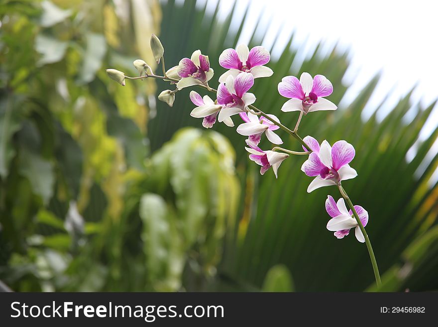 White orchid purple.