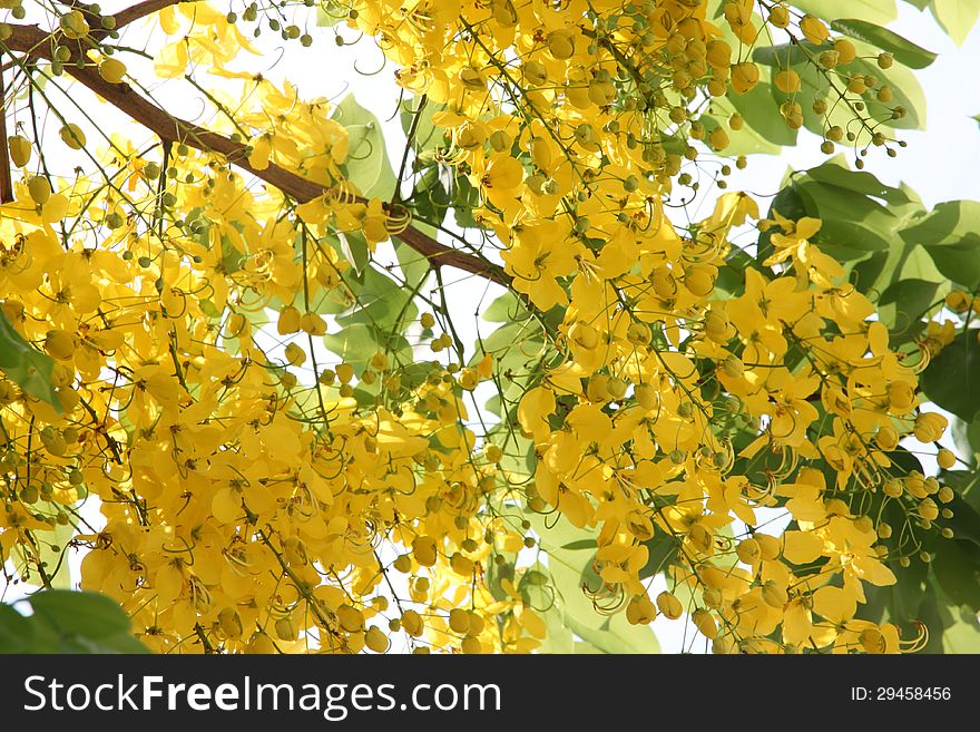 The Ratchaphruek tree is filled with yellow flowers. The Ratchaphruek tree is filled with yellow flowers.