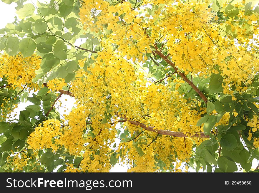 The wide angle image Ratchaphruek tree is filled with yellow flowers. The wide angle image Ratchaphruek tree is filled with yellow flowers.