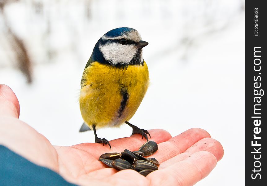 Blue Tit at a hand