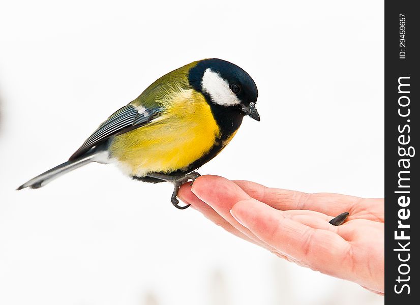 Great Tit at a hand