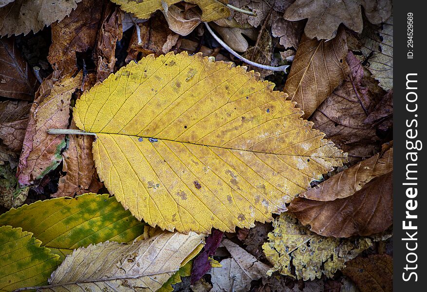 The beauty of autumn leaf
