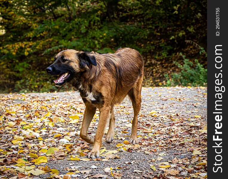 Friendly dog in an autumn landscape