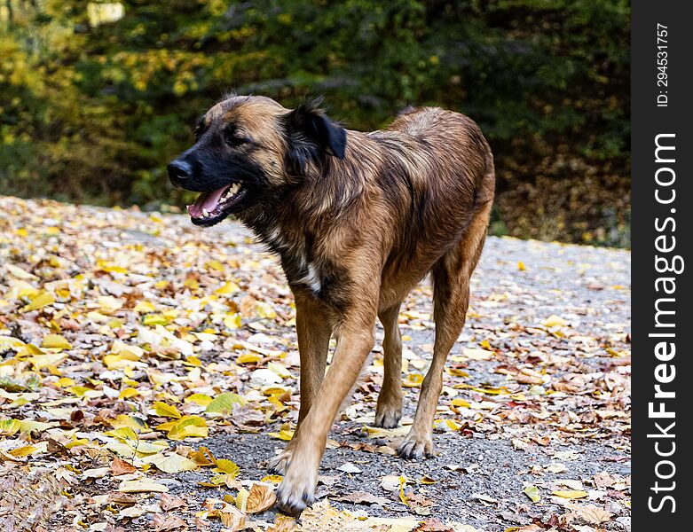 Friendly Dog In An Autumn Landscape