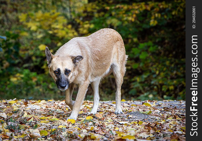 Friendly dog in an autumn landscape