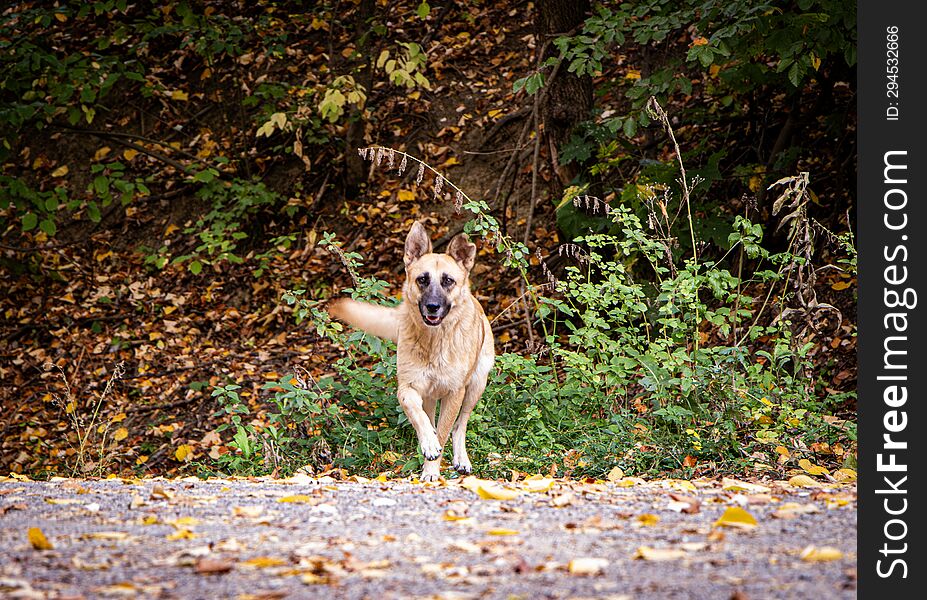 Friendly dog enjoying the autumn landscape