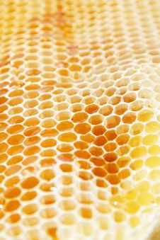 Honeycomb Royalty Free Stock Photos