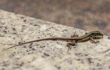 Small Lizard Royalty Free Stock Photo Small Lizard Royalty Free Stock Photo