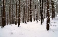 Snowy Spruce Forest Royalty Free Stock Photos Snowy Spruce Forest Royalty Free Stock Photos