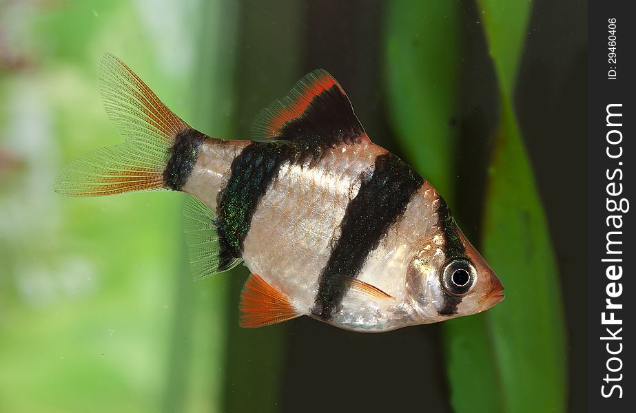 Sumatra barb swimming in an aquarium. Sumatra barb swimming in an aquarium