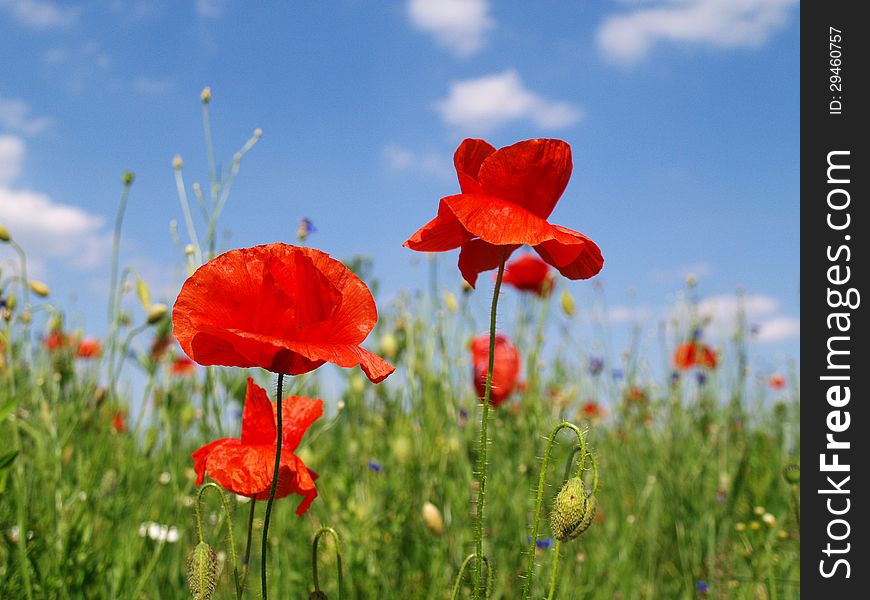 Two red poppy flowers on sky background