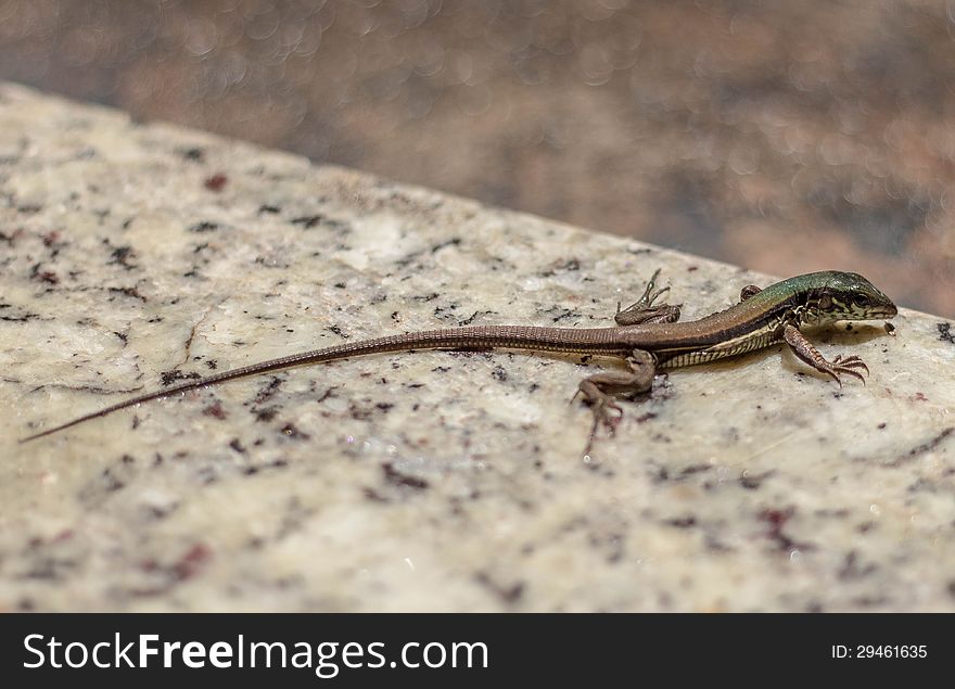 Small lizard walking on marble floor