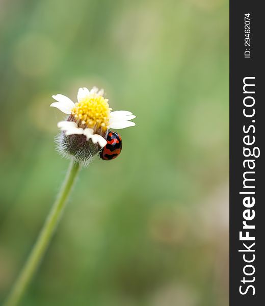 Ladybug and small grass flowers