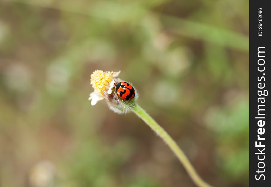 Ladybug and small grass flowers