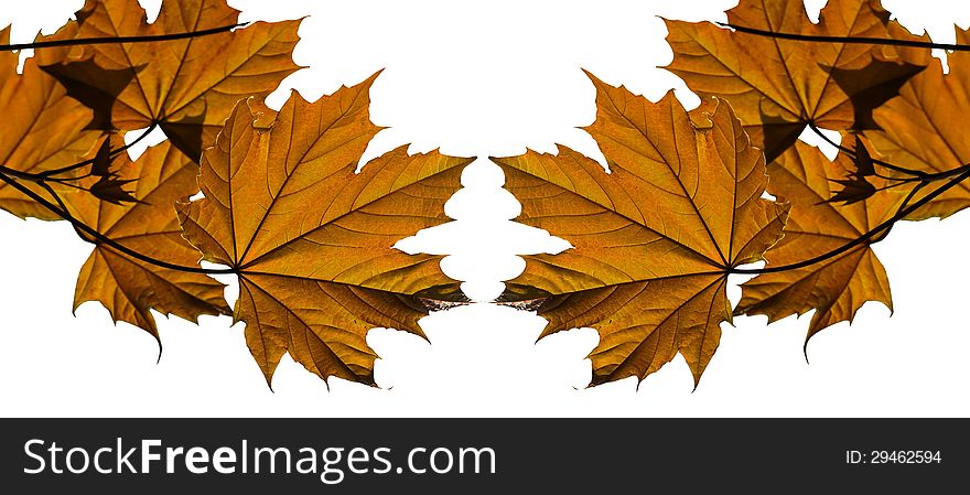 Maple leaves in a white background