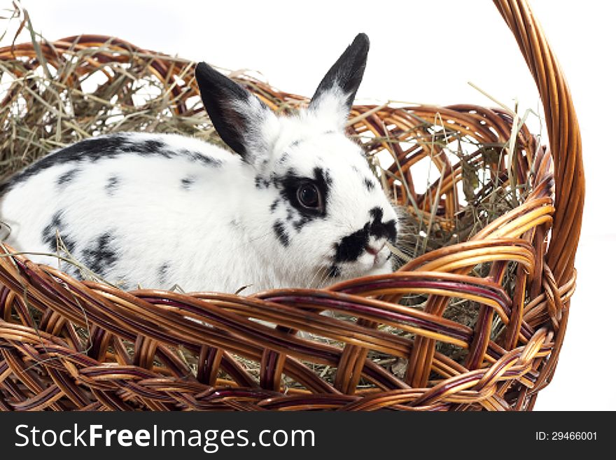 Spotty rabbit in a basket on a white background