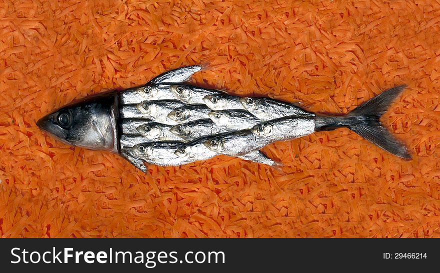 Collage of fish on a background of carrot
