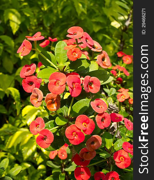 Red euphorbia in the garden