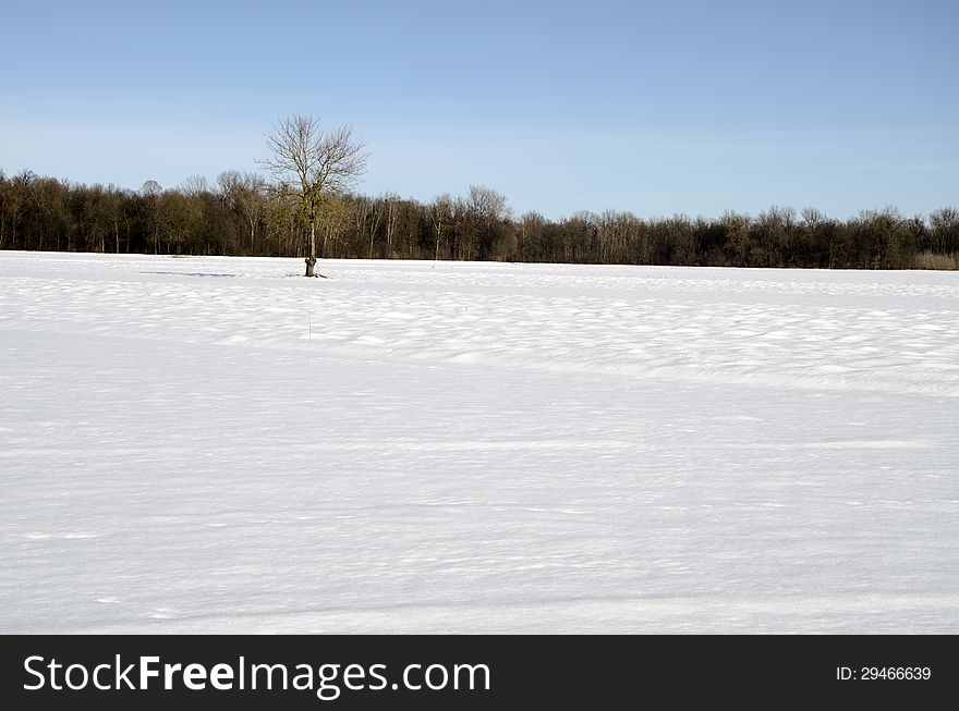 Lonely tree in field wit snow. Lonely tree in field wit snow