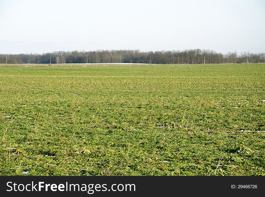 Green fields on early spring