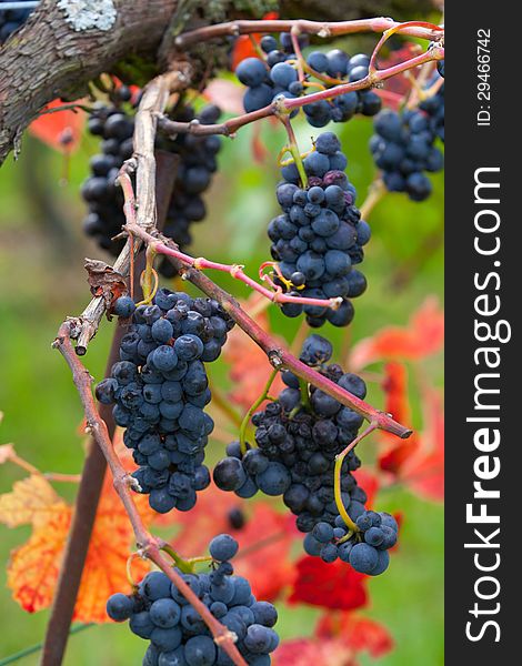 Grapes on the Vine ready to be harvested