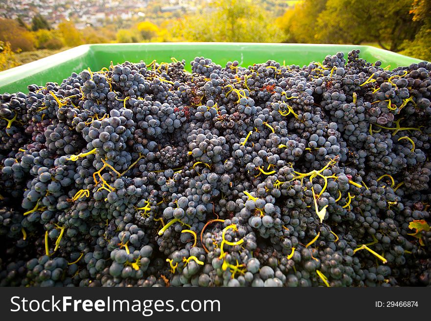 Red grapes after harvest ready to br processed