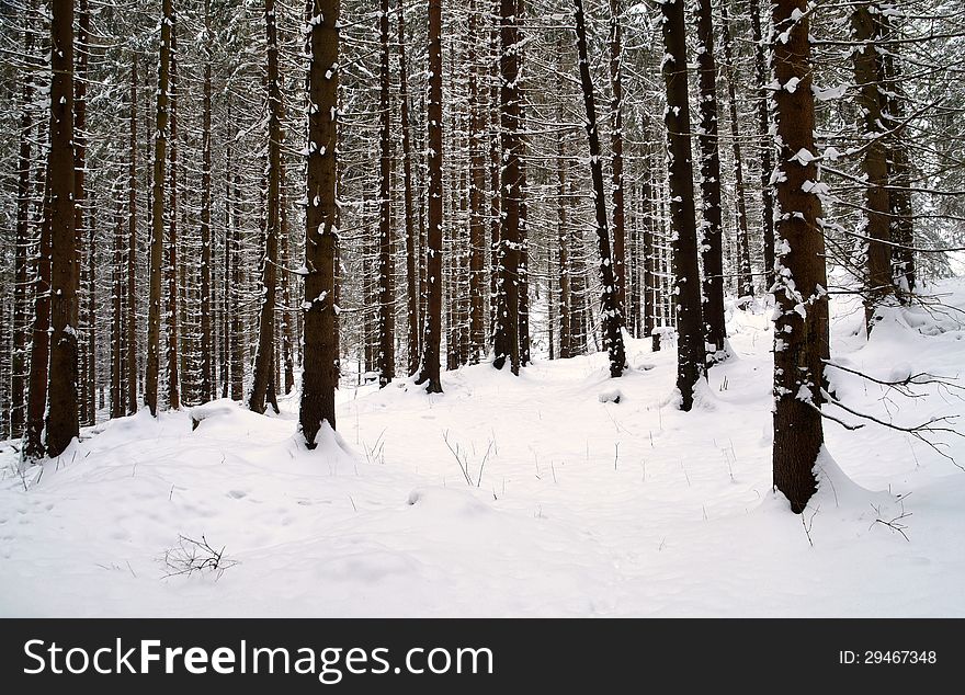 Snowy dense spruce forest somewhere in the north. Snowy dense spruce forest somewhere in the north