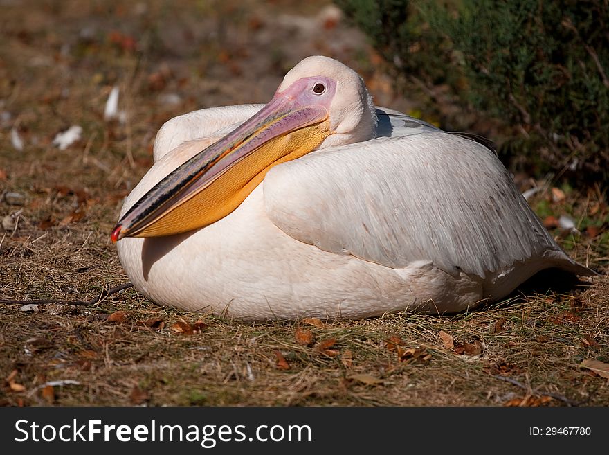 Portrait of a pink pelican