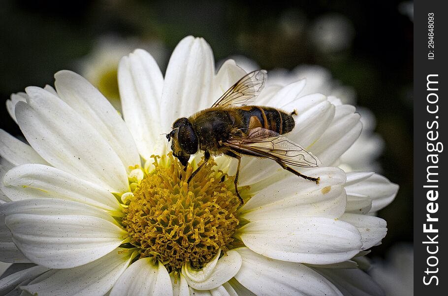 Bee collecting pollen from a white chrysanthemum