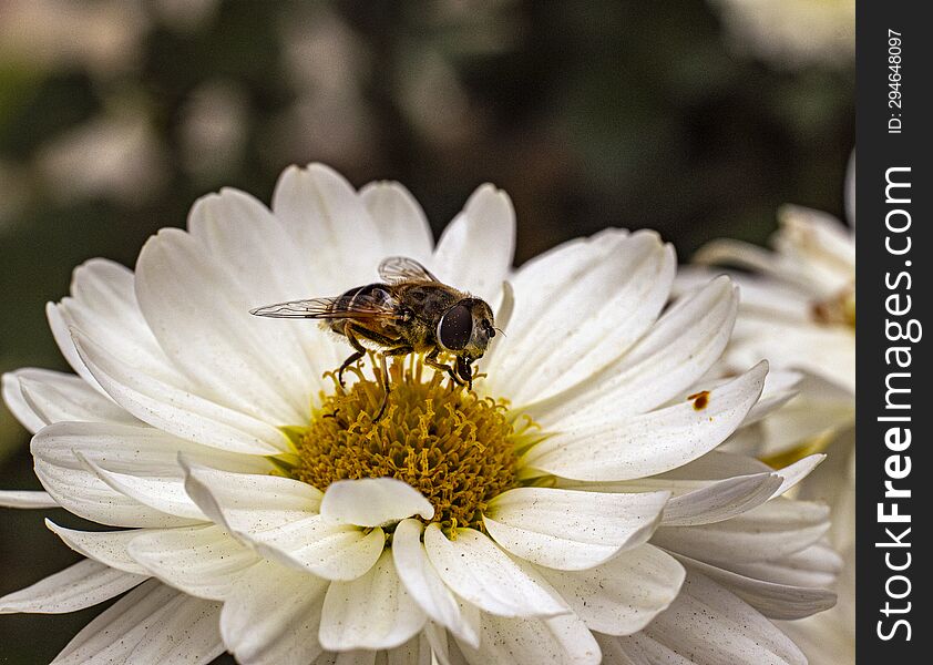 Bee Collecting Pollen From A White Chrysanthemum