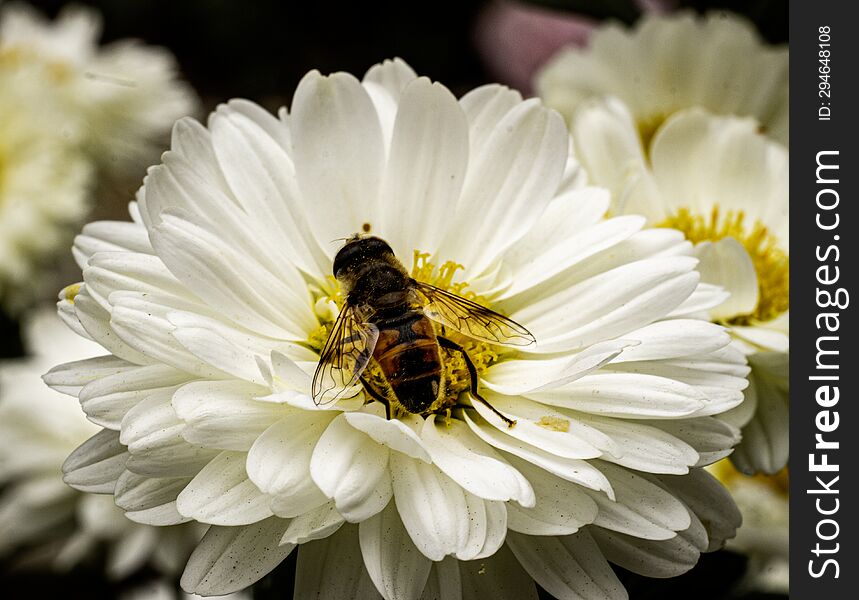 Bee collecting pollen from a white chrysanthemum