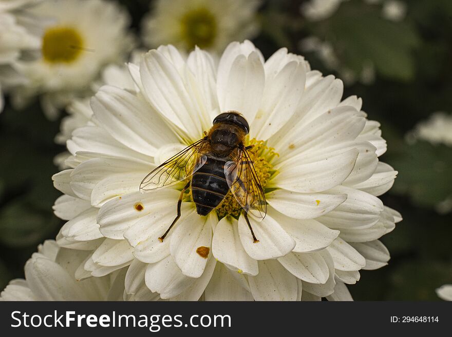 Bee collecting pollen from a white chrysanthemum