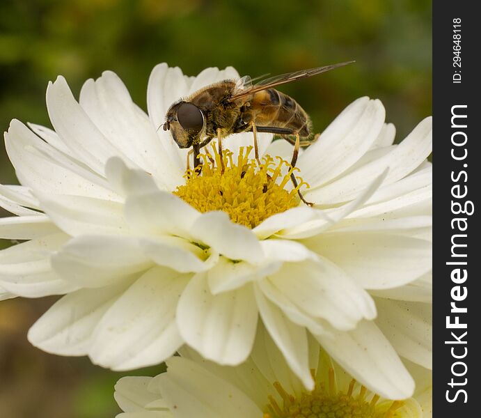 Bee collecting pollen from a white chrysanthemum