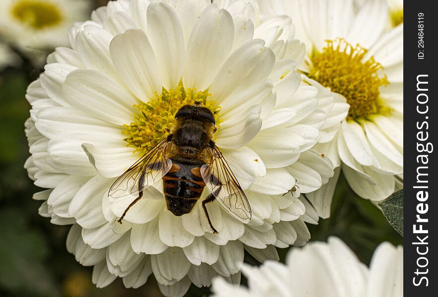 Bee collecting pollen from a white chrysanthemum