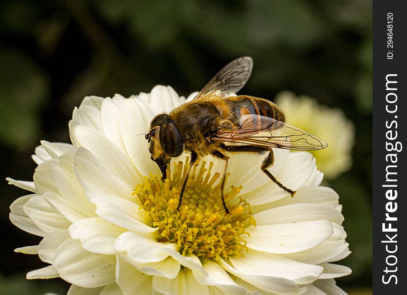 Bee collecting pollen from a white chrysanthemum