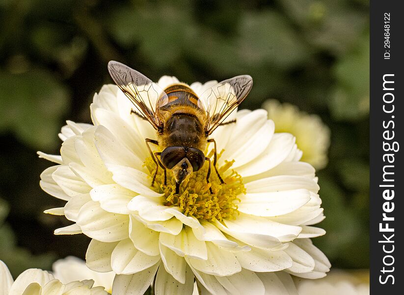 Bee collecting pollen from a white chrysanthemum