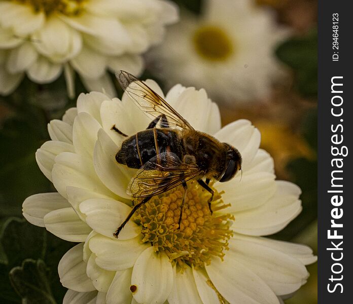 Bee collecting pollen from a white chrysanthemum