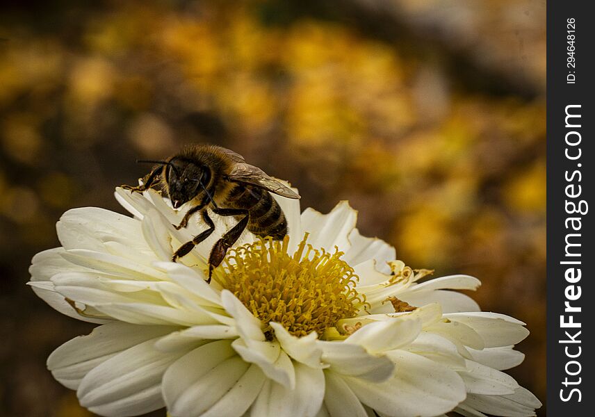 Bee Collecting Pollen From A White Chrysanthemum